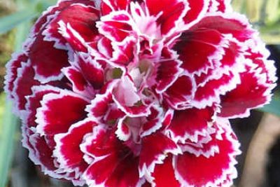 Cẩm chướng đỏ